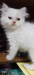 Persian male cat traditional
